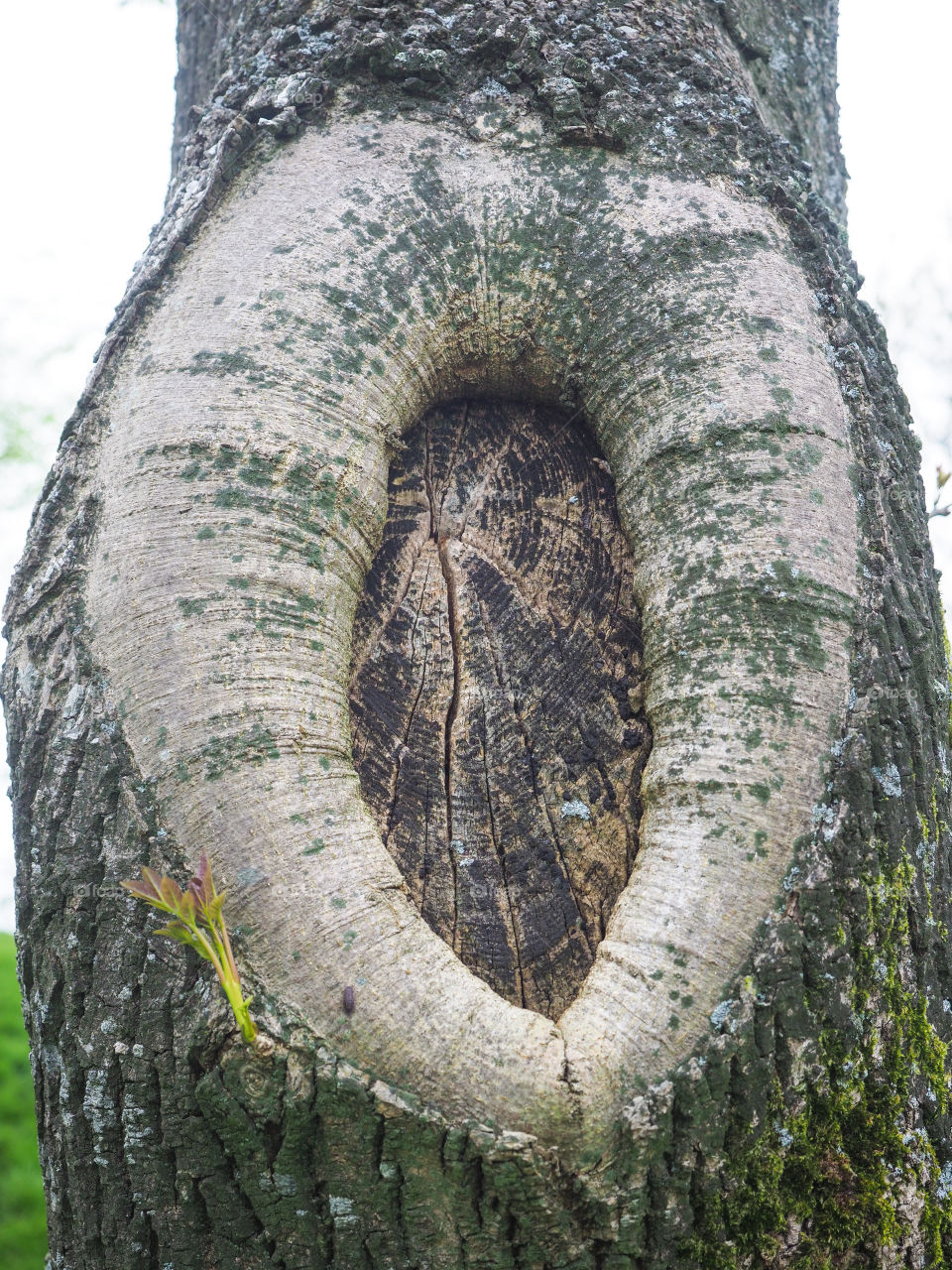 Tree trunk. 