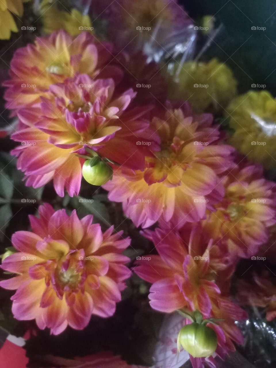 Dalias decorativas. Possuem flores belíssimas, grandes e densas repletas de pétalas. Em vaso ou em corte compondo arranjos florais é excelente  para decorar ambientes  internos