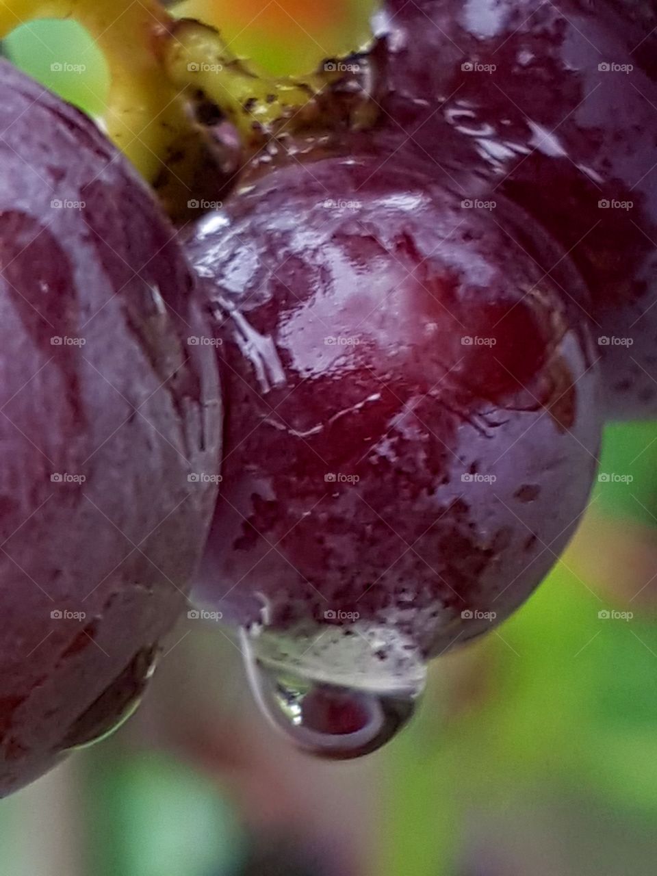 grape