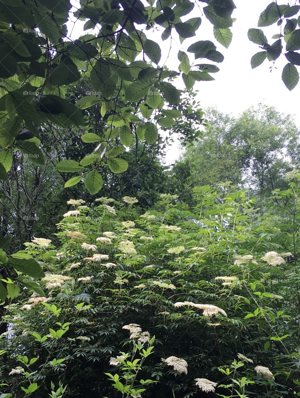 Elderberries under alder canopy 