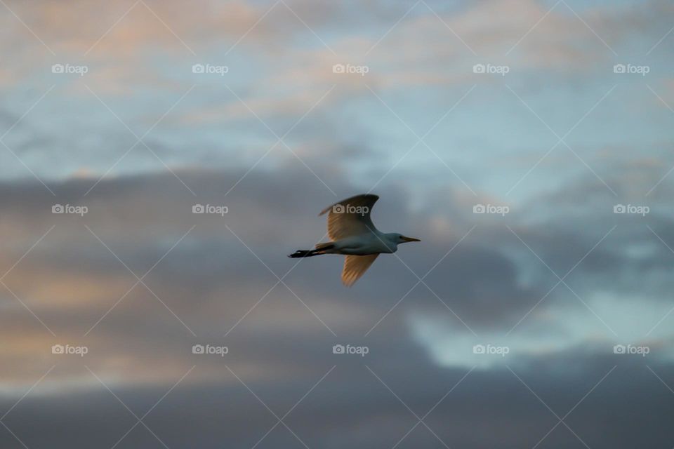 Egret bird flying in the sky on a cloudy day