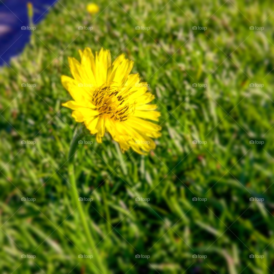 Bloom where You're Planted