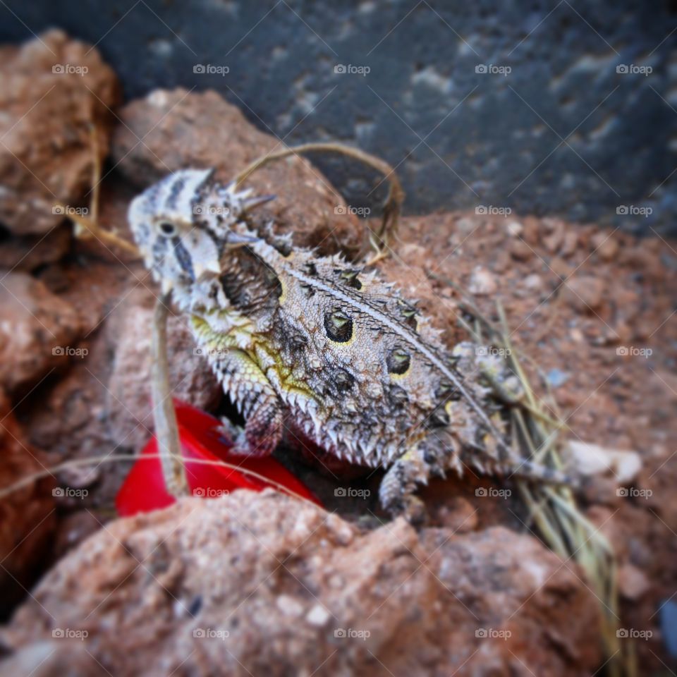 This is a picture of of a Texas horny toad which I saw while painting at the L&X RANCH NEAR AMARILLO TEXAS