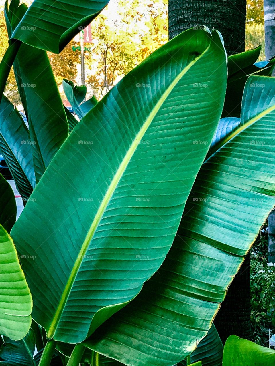 A large leafy plant.