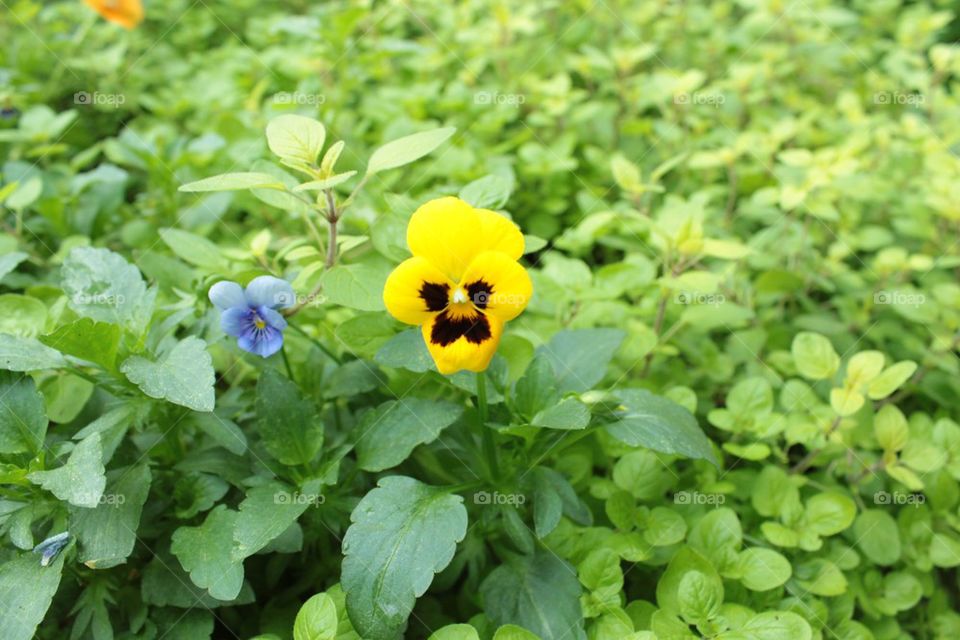 Flower with a face