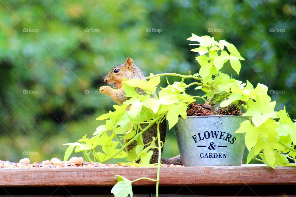 Sweet Potato Ivy Container and Friendly Squirrel