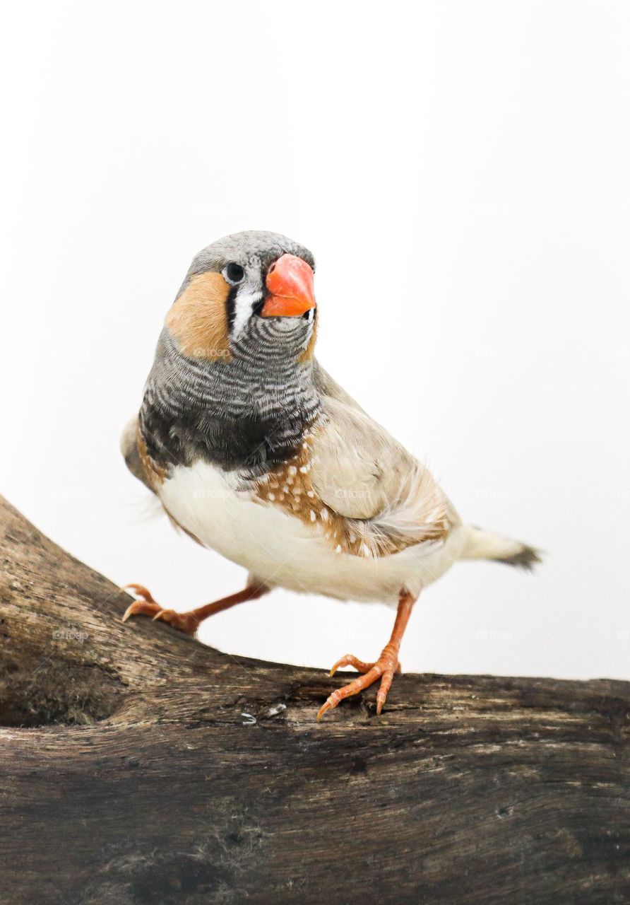 zebra finch