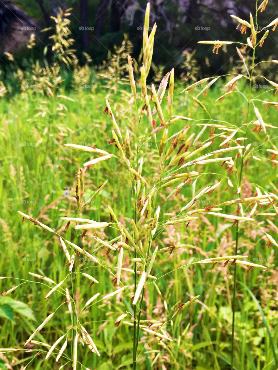 Seeded Grass