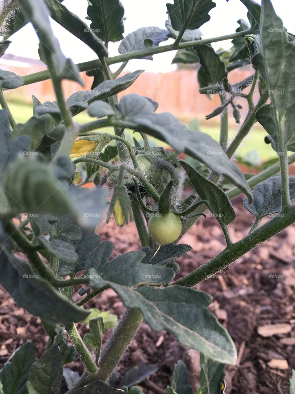 Baby tomatoes 
