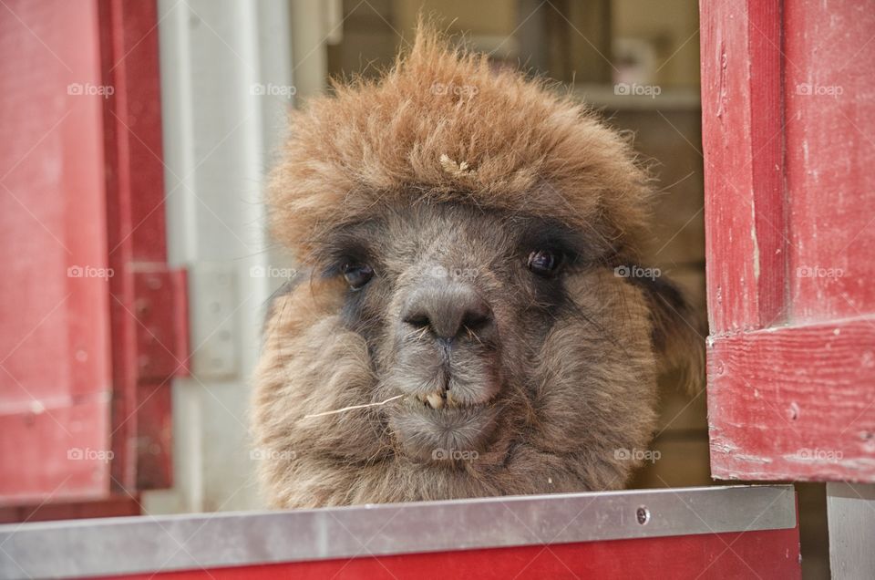 friendly alpaca