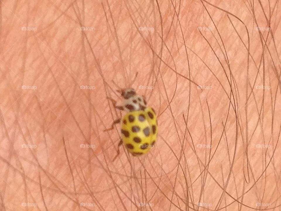 Yellow ladybug