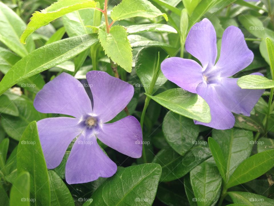 Violet flowers 