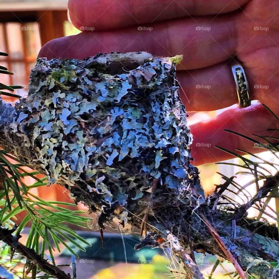 Hummingbird nest