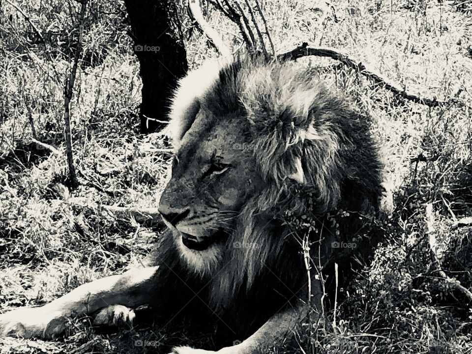 Lion black and white