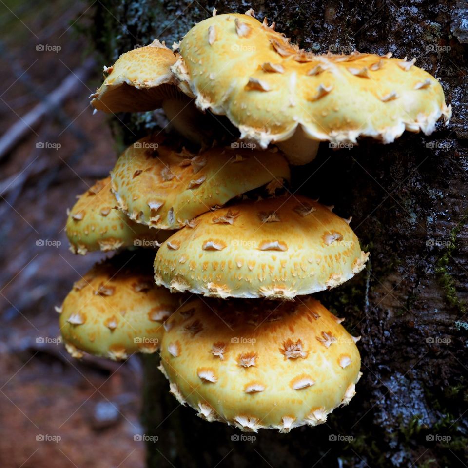 Tumor tree. Thick and pointy looking mushrooms sprout from the side of a tree. 