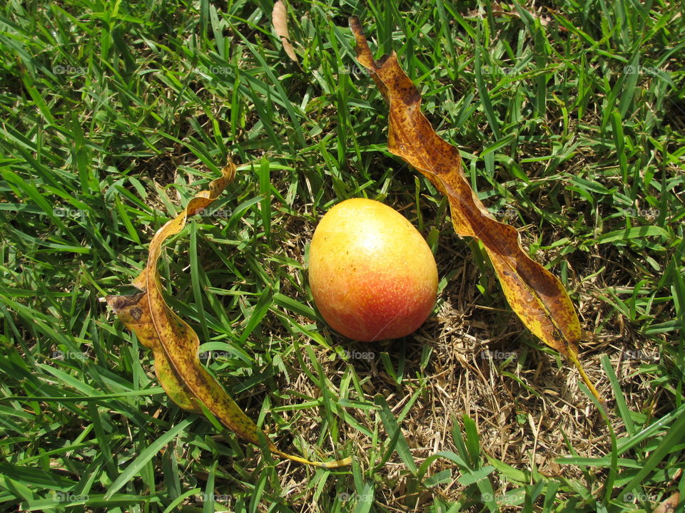 Ripe mango lying on ground just having fallen from tree