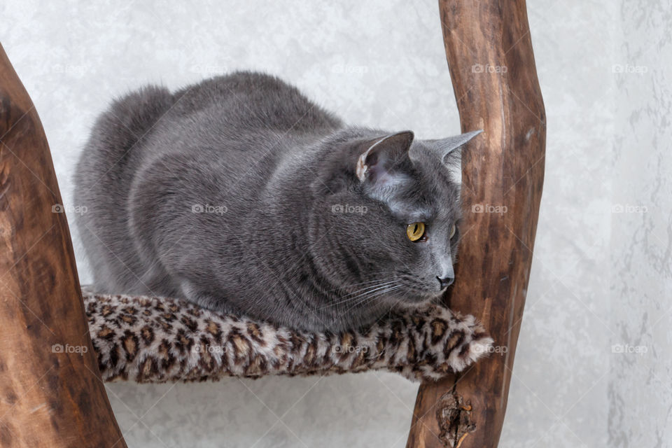 A russian blue cat