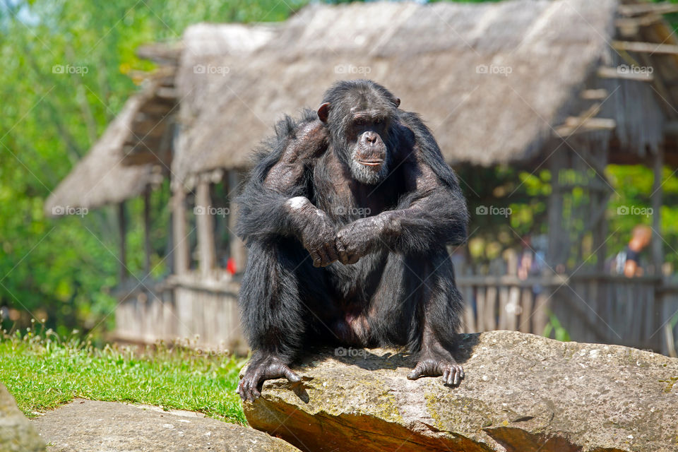 Gorilla Sitting On The Ground Stock Photo