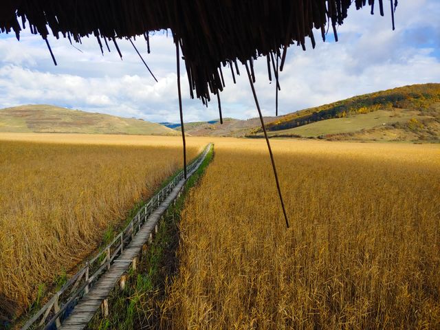A wonderful protected area from Romania where reed grows and offers shelter and food for migratory birds. It's called The reed in Sic Nature Reserve