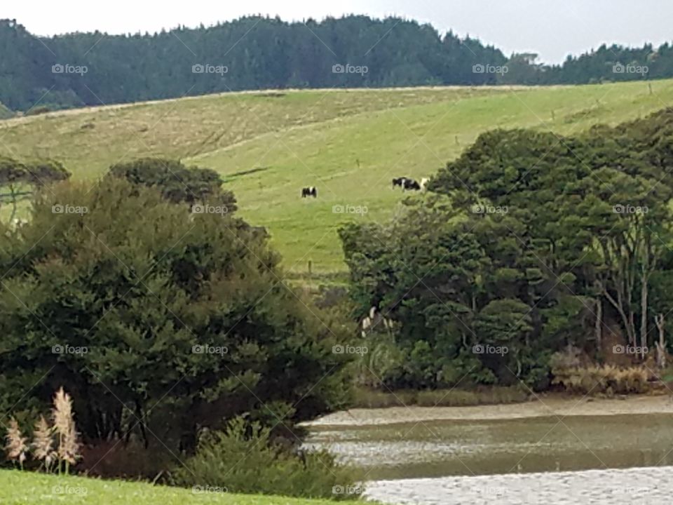 NZ Countryside