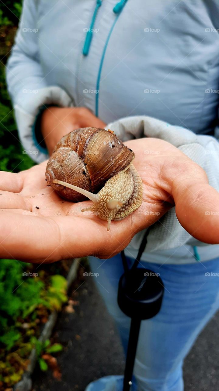 schnecke