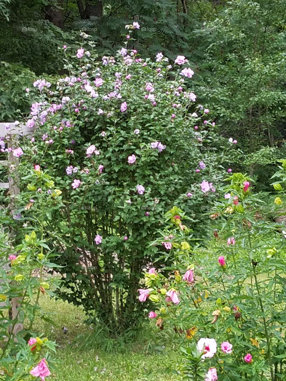 Rose of Shsron bush in full bloom