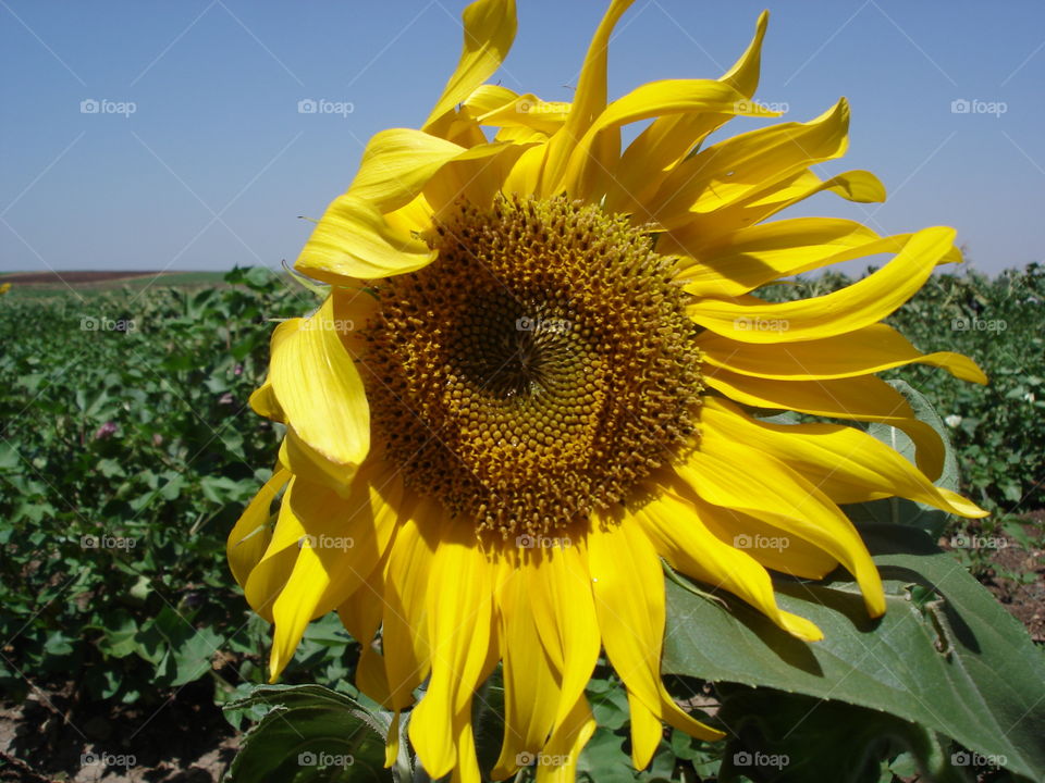 Sunflower with wind in countryside , spring view 