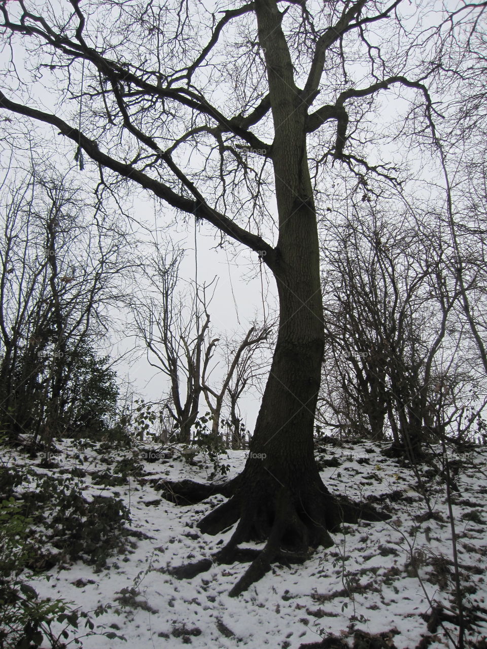 Tree In Winter