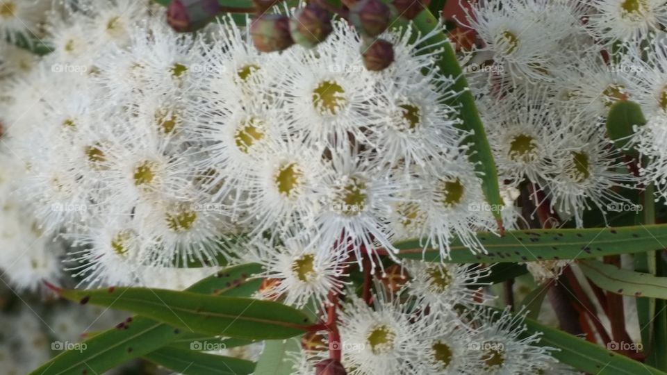 Eukalyptus Flowers