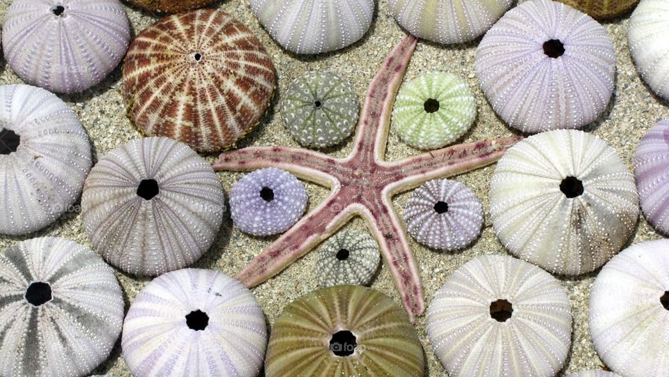 Sea shells star