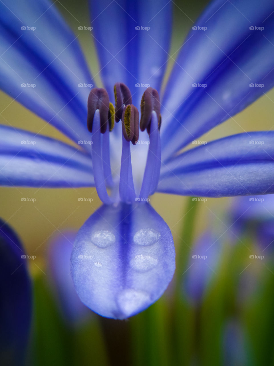 Purple flower with water droplets