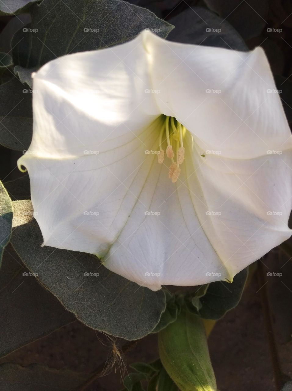 the Datura Flower white in colour looks very beautiful generally found everywhere fresh seasonal very poisonous species