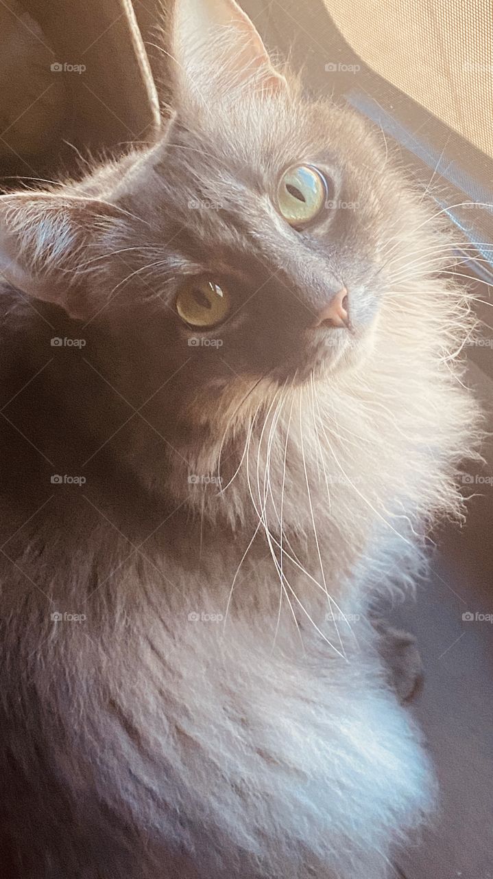 Graycee with her Beautiful eyes