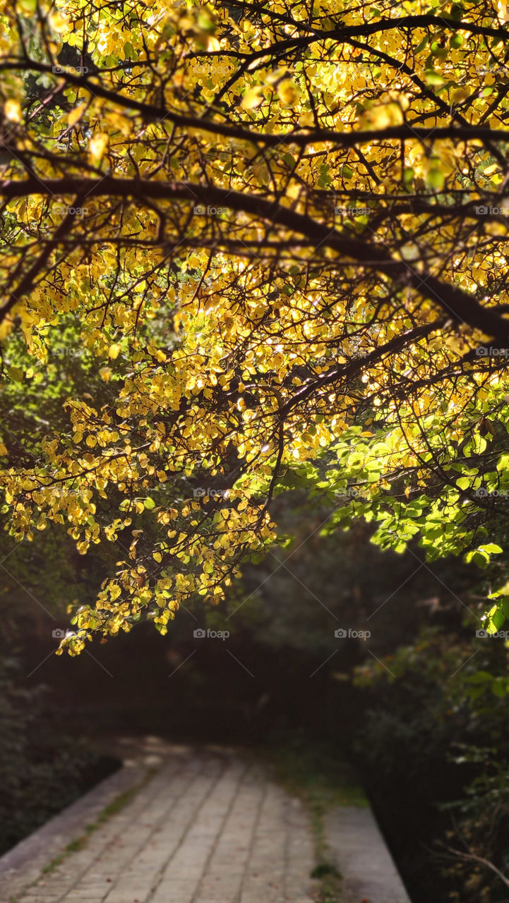 Scenic tree forest path