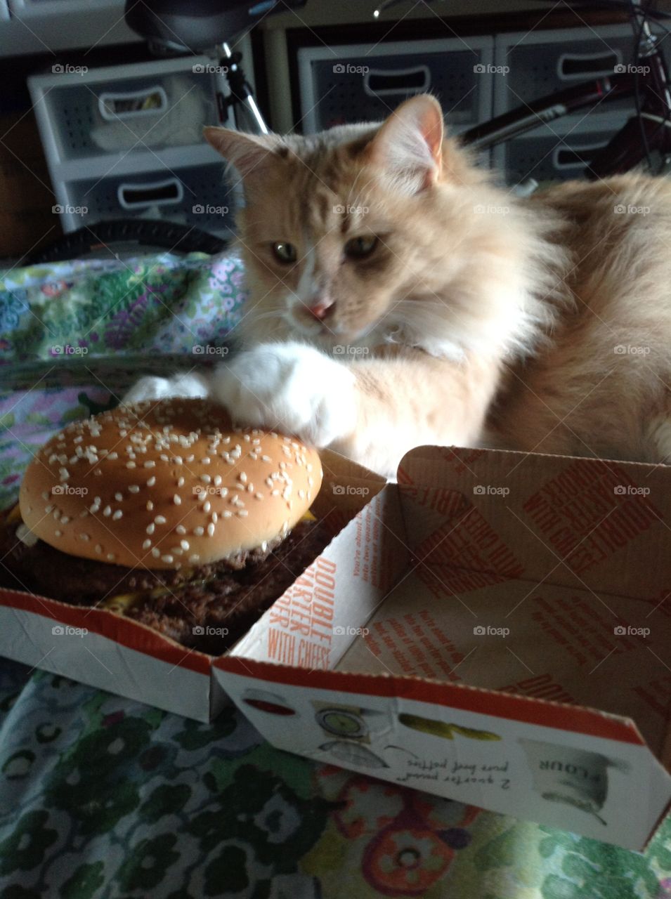 Cat intently claiming a cheeseburger