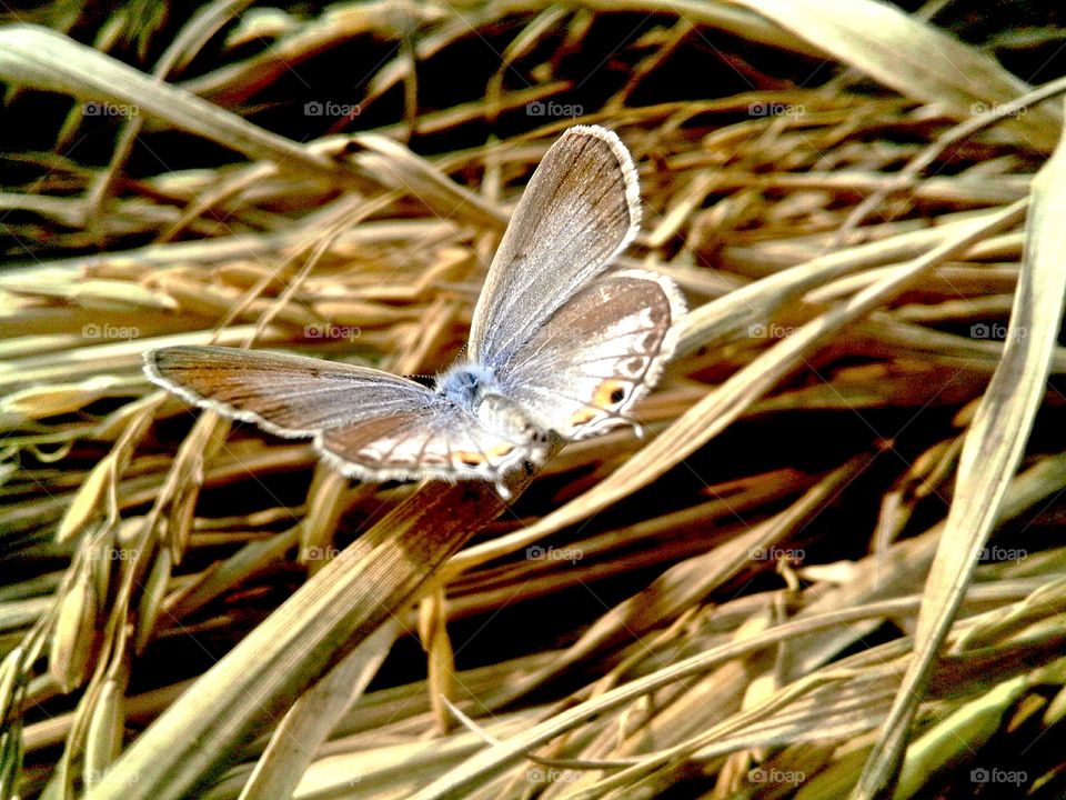 butter fly