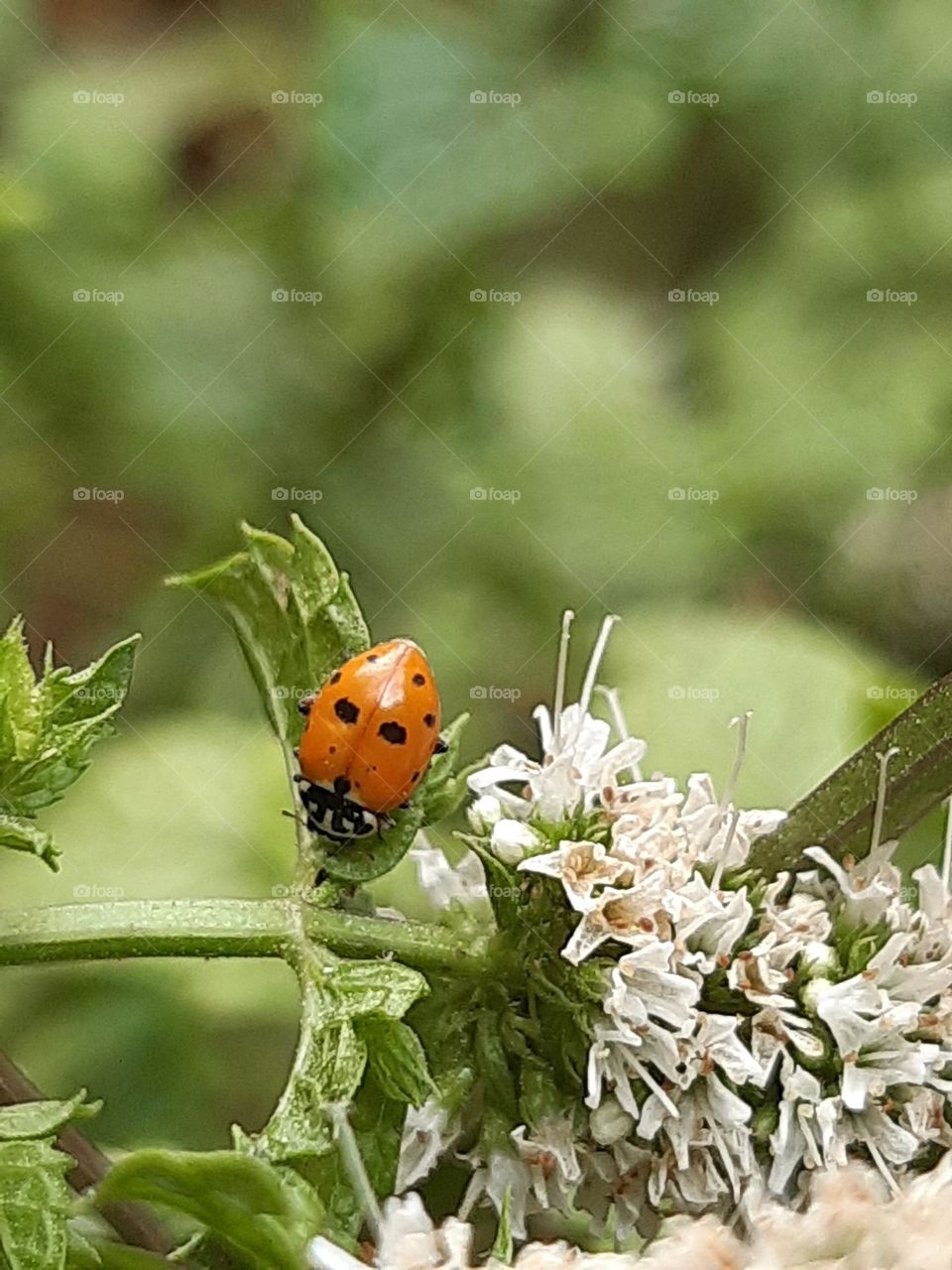 Orange ladybug