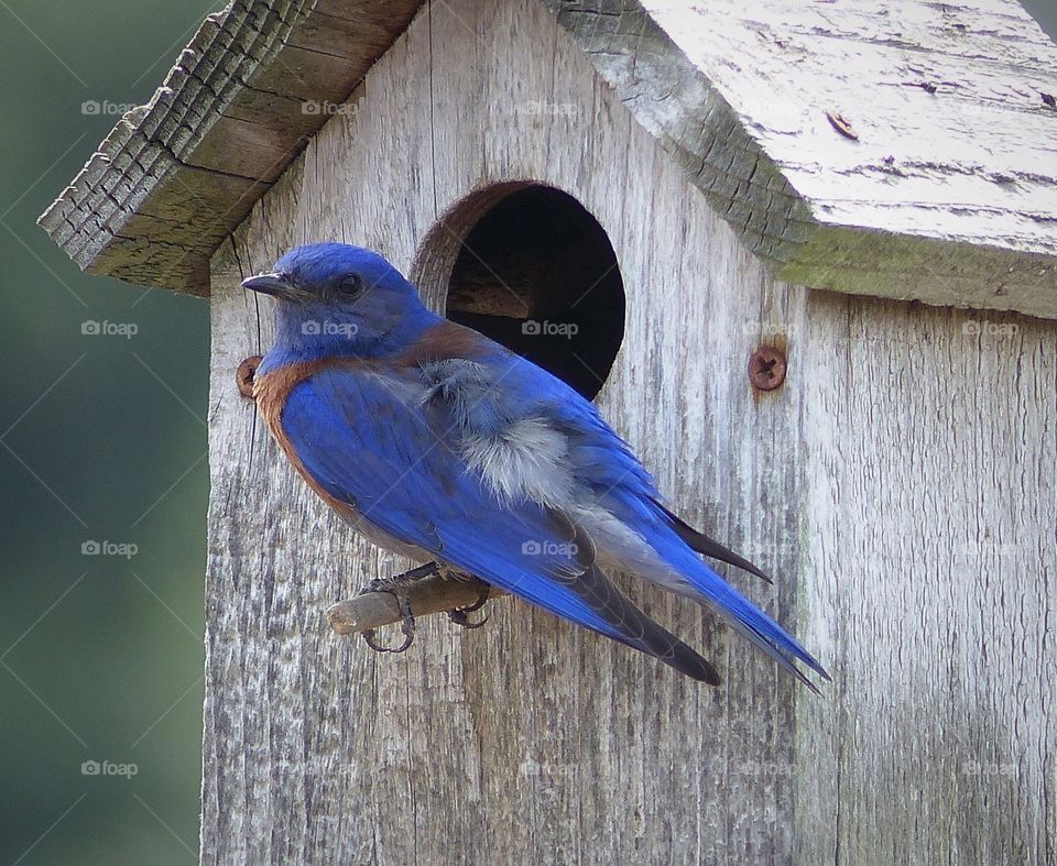 Bird perching on house