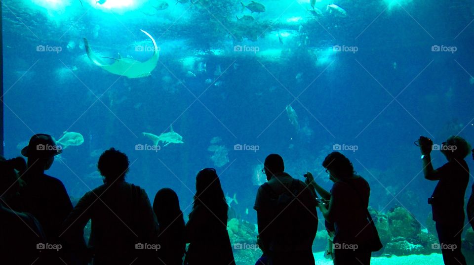 Family, friends, husbands and wives, with their camera, trying to capture those beautiful sea creatures. Those fishes come close to them, they watch them. Maybe is the fishes being curious of humans, not the contrary. Maybe the fishes believe they are visiting a "human museum". This is one of the most amazing aquarium in Europe. 