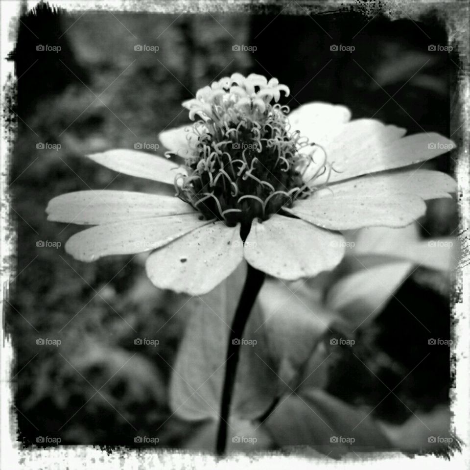 wildflower. wildflower garden