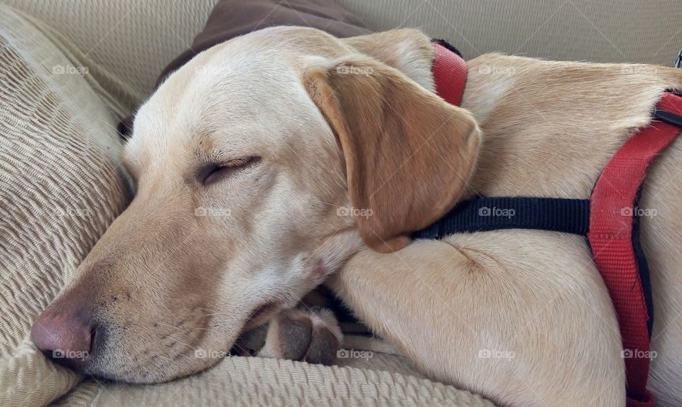 Close-up of a dog sleeping on couch