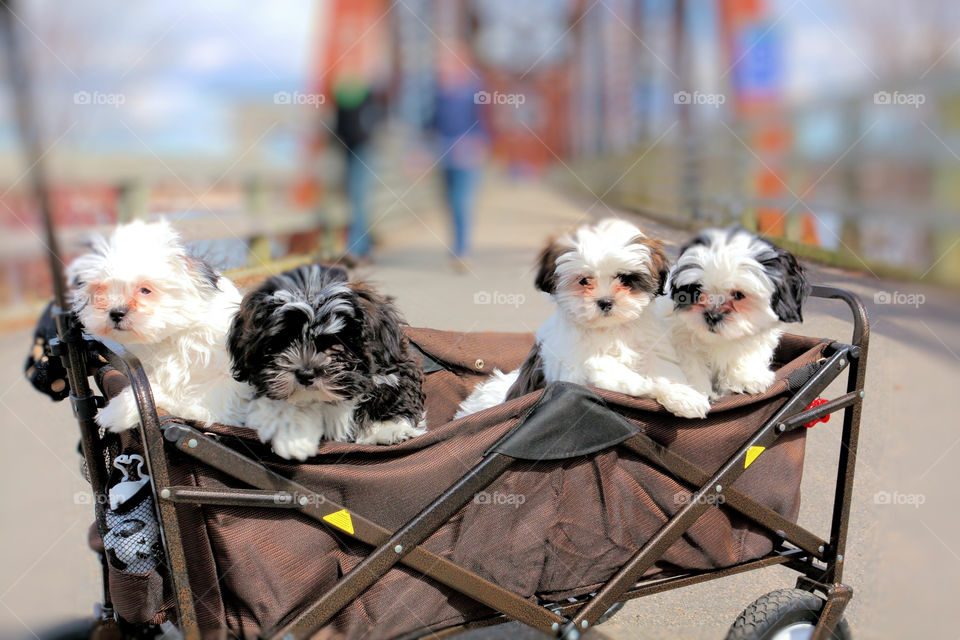 Four pups sit in a carriage