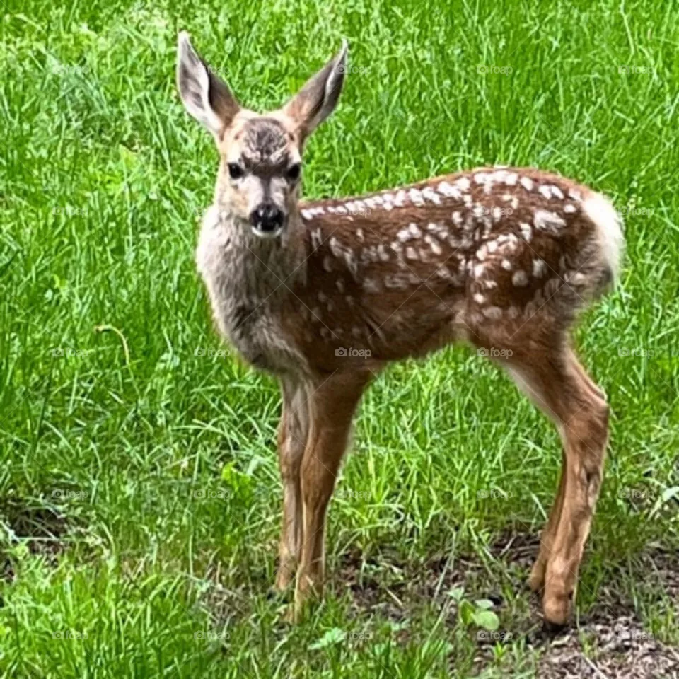 Fawn