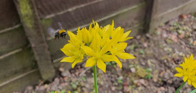 bee