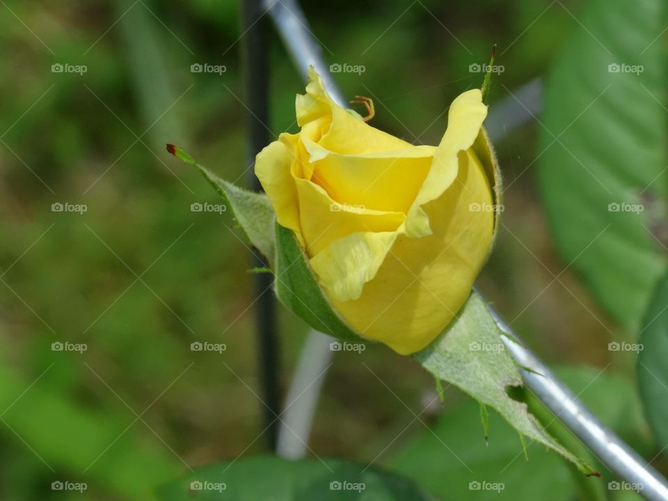 Yellow rosebud 