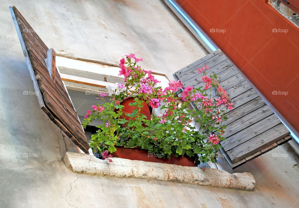 Old wooden window and flowers . Old wooden window and flowers pots in city of Rovinj, Istria of Croatia 