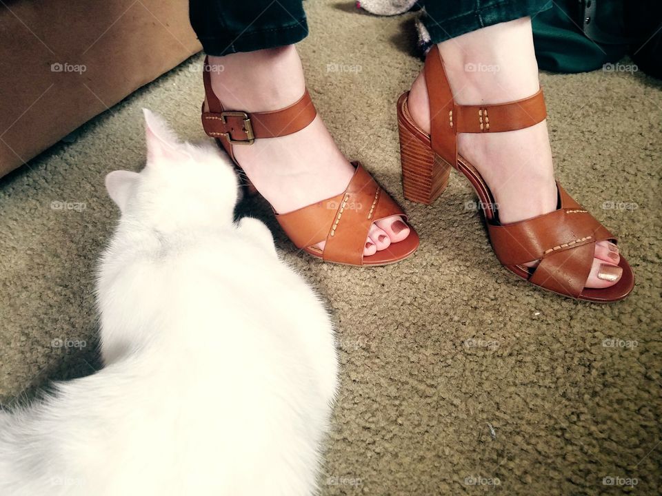 Curious cat and sandals