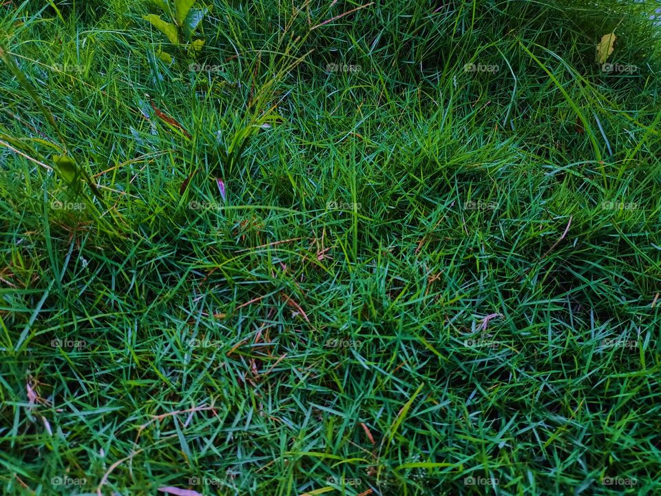 Background green grass in the yard as ground cover