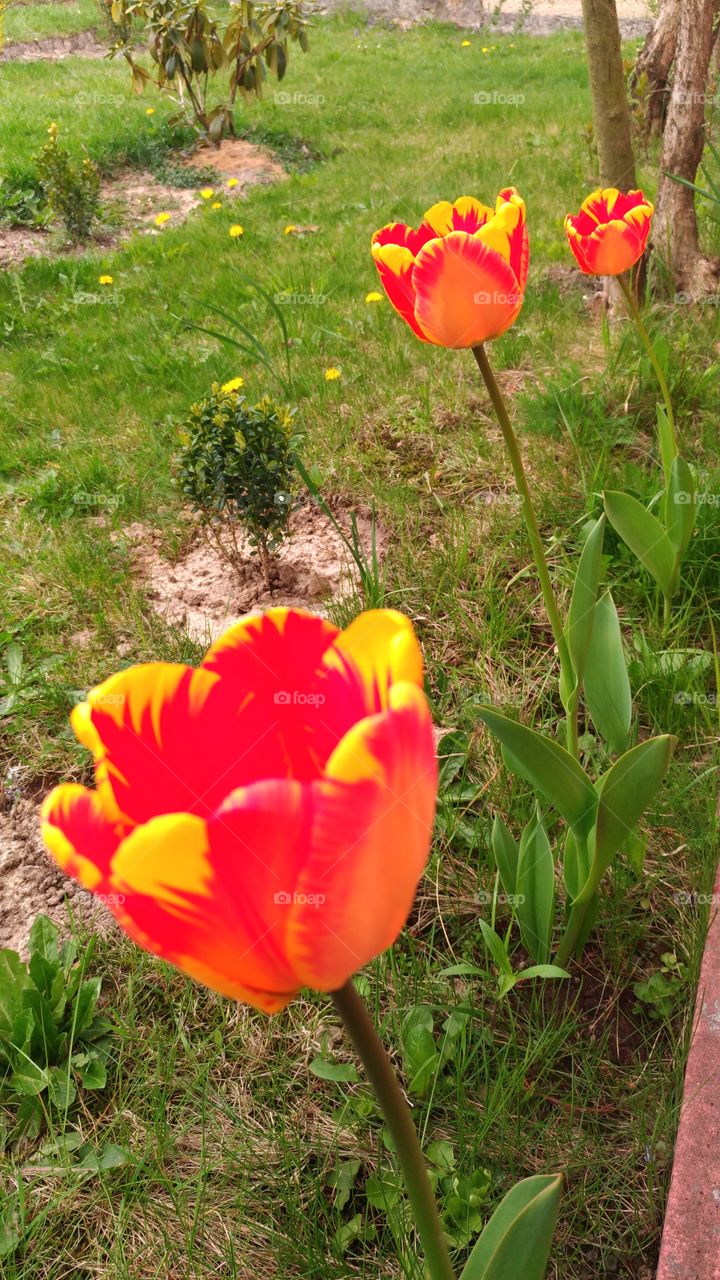 tulips