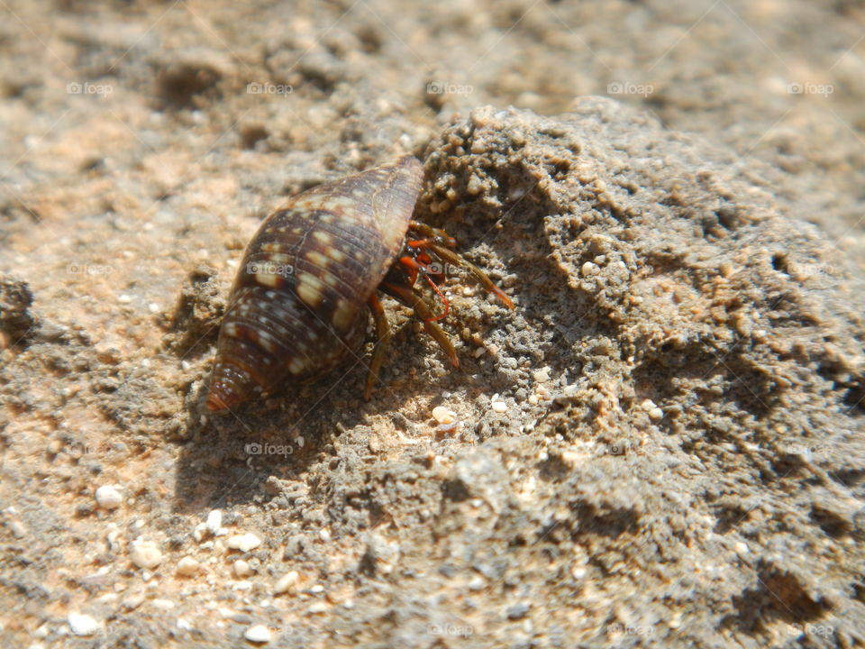 macro of an animal with mimetic shell